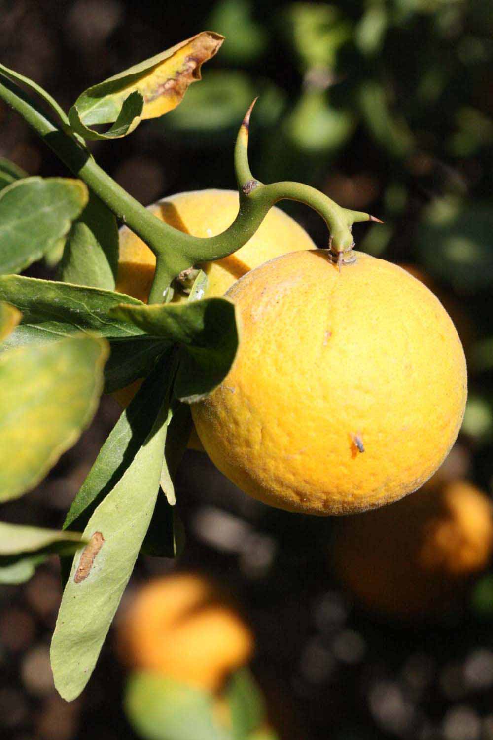            Fruit (Riverside, CA)   